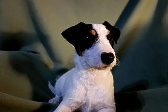 Wzorcowy Jack Russell terrier JRT Jack Rasel terier tricolor, Opolskie, Krapkowice