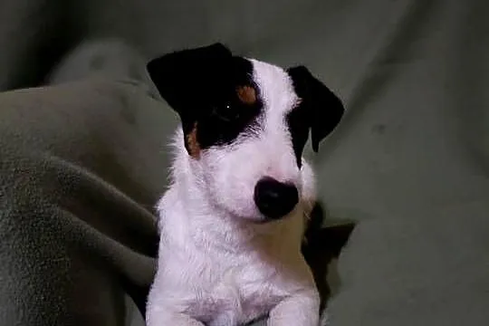 Wzorcowy Jack Russell terrier JRT Jack Rasel terier tricolor, Opolskie, Krapkowice