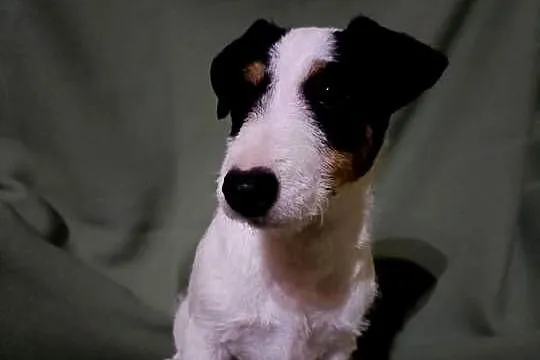 Wzorcowy Jack Russell terrier JRT Jack Rasel terier tricolor, Opolskie, Krapkowice