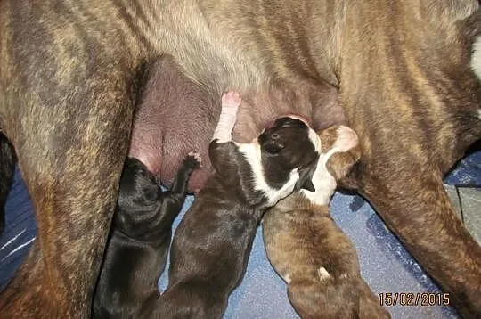 American Staffordshire Terrier Suczki