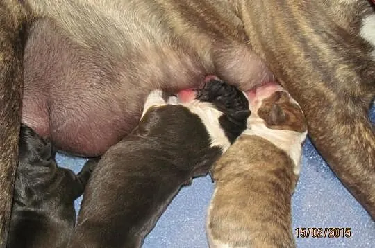 American Staffordshire Terrier Suczki