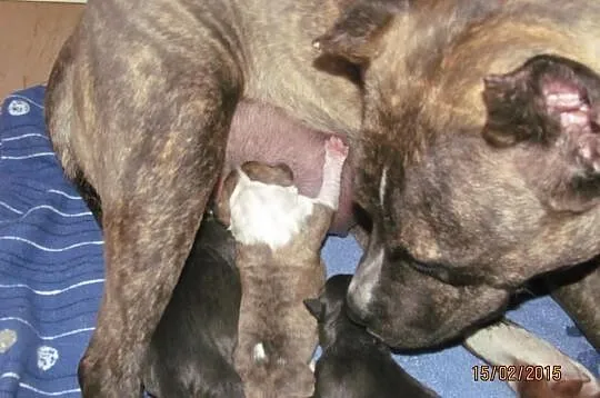 American Staffordshire Terrier Suczki