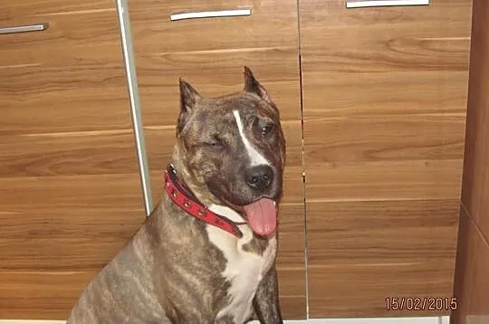 American Staffordshire Terrier Suczki
