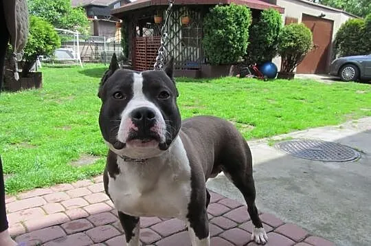 American Staffordshire Terrier Suczki
