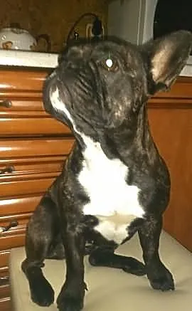 Sprzedam sunie BULDOGA Francuskiego