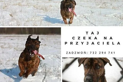 Radosny i pozytywnie usposobiony TAJ czeka na dom, śląskie Katowice