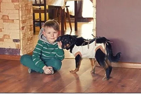 LIWI - najcudowniejsza sunia pod słońcem do adopcji!,  łódzkie Łódź