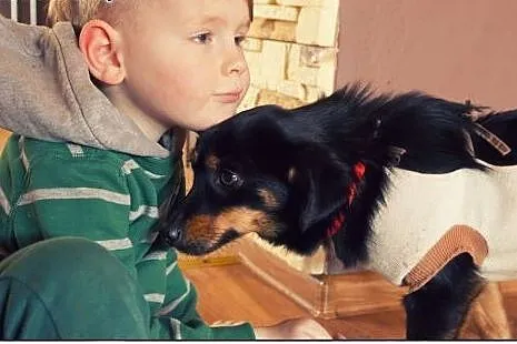 LIWI - najcudowniejsza sunia pod słońcem do adopcj