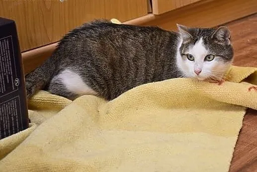Piękna Grafka kto da jej domek?,  śląskie Gliwice