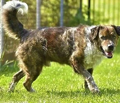 STEFCIO - duży, kochany psiak do adopcji z domu tymczasowego.,, Łódzkie, Łódź