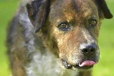 STEFCIO - duży, kochany psiak do adopcji z domu tymczasowego.,, Łódzkie, Łódź