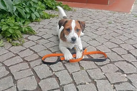 Piesek 3 m. Jack Russell Terrier FCI ZKwP-Wrocław, Dolnośląskie
