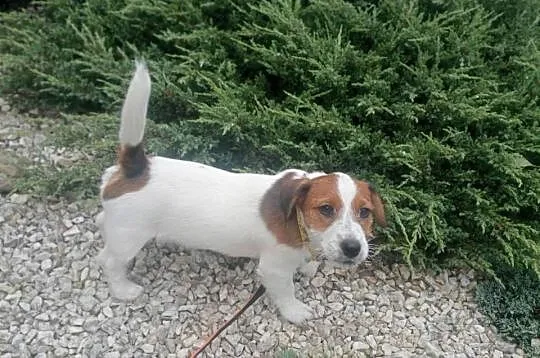 Piesek 3 m. Jack Russell Terrier FCI ZKwP-Wrocław, Dolnośląskie