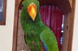Papuga -Lora Wielka samiec -oswojony z 2020r, Orzesze