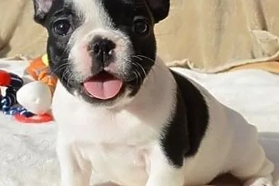 Buldog Francuski Szczenieta, Wielkopolskie, Kalisz