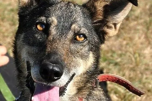 Laila - ten skarb czeka na Ciebie! :),  warmińsko-mazurskie Olsztyn
