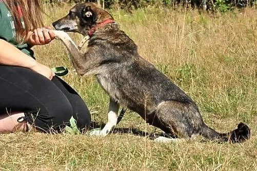 Laila - ten skarb czeka na Ciebie! :),  warmińsko-