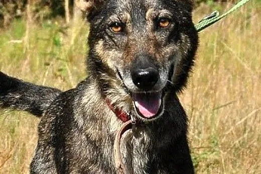 Laila - ten skarb czeka na Ciebie! :),  warmińsko-