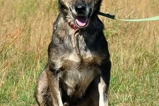 Laila - ten skarb czeka na Ciebie! :),  warmińsko-