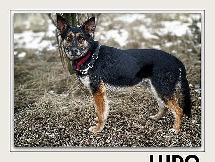 LUDO,owczarek mix,łagodny,rodzinny,szczepiony pies.ADOPCJA, Śląskie, Katowice