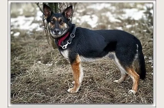 LUDO,owczarek mix,łagodny,rodzinny,szczepiony pies.ADOPCJA, Śląskie, Katowice