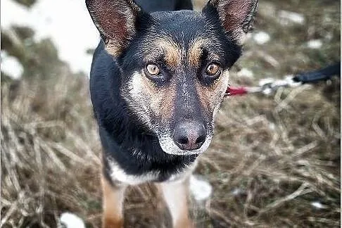 LUDO,owczarek mix,łagodny,rodzinny,szczepiony pies.ADOPCJA, Śląskie, Katowice