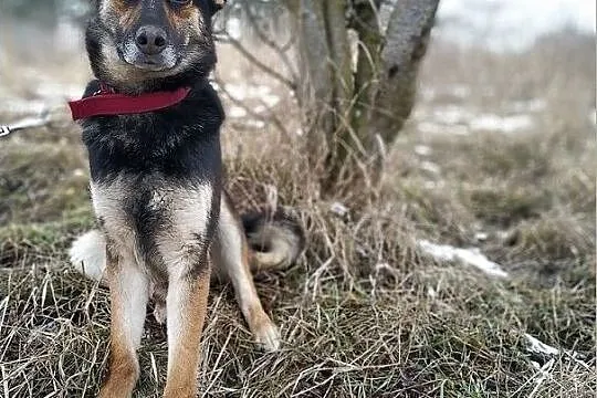 LUDO,owczarek mix,łagodny,rodzinny,szczepiony pies.ADOPCJA, Śląskie, Katowice