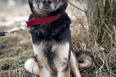 LUDO,owczarek mix,łagodny,rodzinny,szczepiony pies.ADOPCJA, Śląskie, Katowice