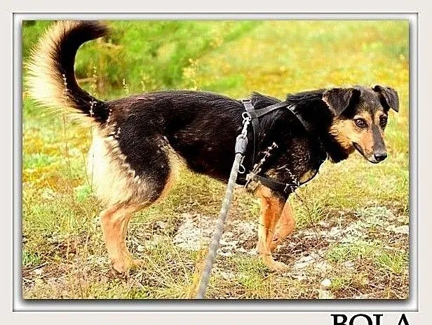 Przyjazna,średnia,kontaktowa,sterylizowana suczka BOLA.Adopcja., Podkarpackie, Rzeszów