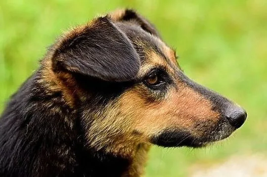 Przyjazna,średnia,kontaktowa,sterylizowana suczka BOLA.Adopcja., Podkarpackie, Rzeszów
