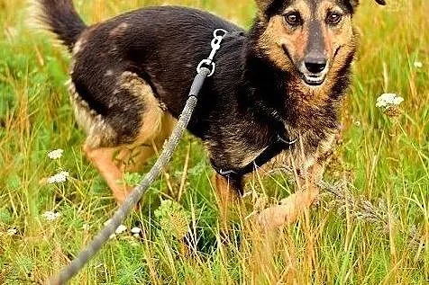 Przyjazna,średnia,kontaktowa,sterylizowana suczka BOLA.Adopcja., Podkarpackie, Rzeszów