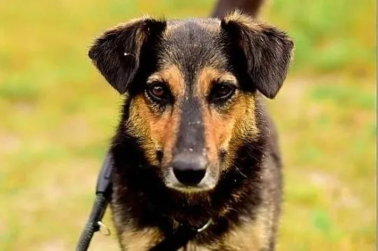 Przyjazna,średnia,kontaktowa,sterylizowana suczka BOLA.Adopcja., Podkarpackie, Rzeszów
