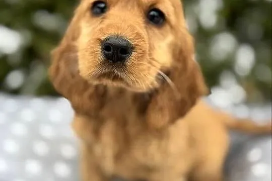 Cocker Spaniel Angielski piesek sunia z rodowodem