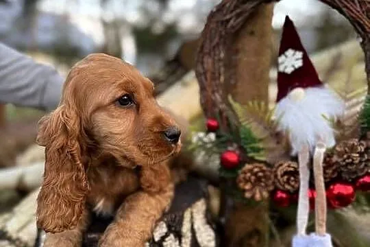 Cocker Spaniel Angielski piesek sunia z rodowodem, Świętokrzyskie, Kielce