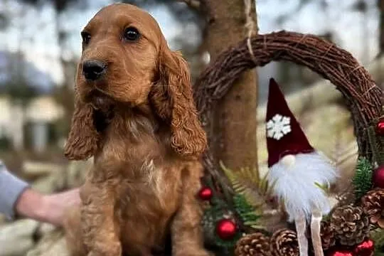 Cocker Spaniel Angielski piesek sunia z rodowodem, Świętokrzyskie, Kielce