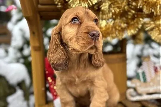 Cocker Spaniel Angielski piesek sunia z rodowodem, Świętokrzyskie, Kielce