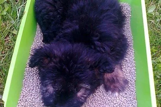 Maksiu-cudo na trzech łapkach szuka domku!!,  świę