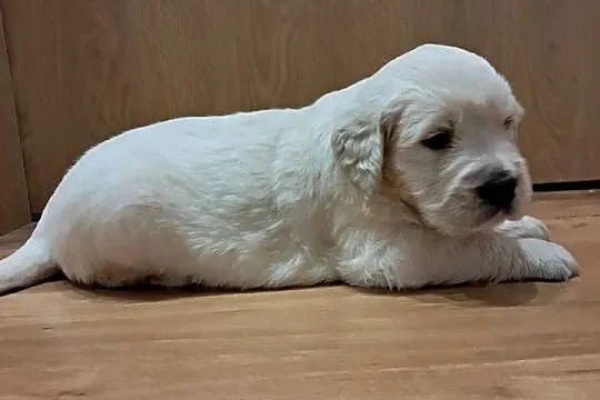 Golden Retriever piesek