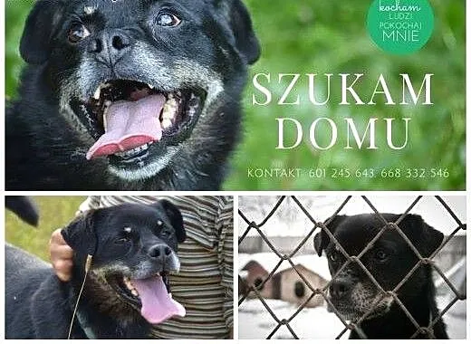 Małpiszonek - czarny kundelek nie ma już czasu na