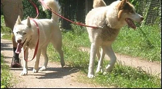 Anuri i Bella, para husky szuka domu, śląskie Sos