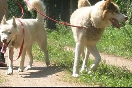 Anuri i Bella, para husky szuka domu,  śląskie Sos