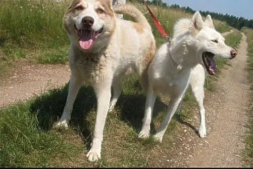 Anuri i Bella, para husky szuka domu,  śląskie Sos