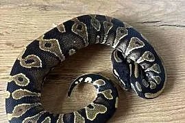 Python królewski Black head yellow belly