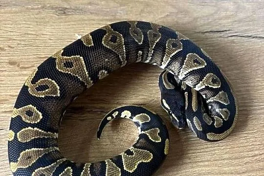 Python królewski Black head yellow belly