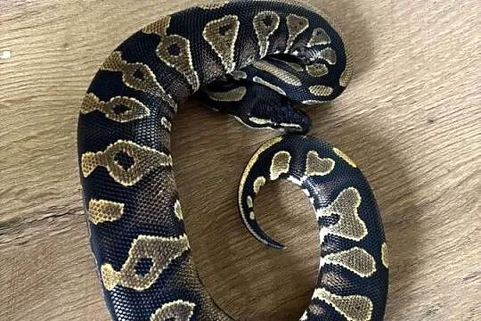 Python królewski Black head yellow belly, Mazowieckie, Błonie