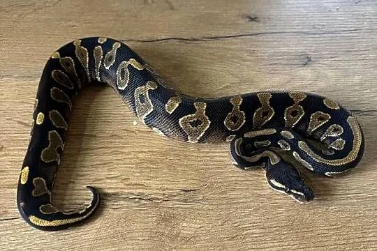 Python królewski Black head yellow belly, Mazowieckie, Błonie