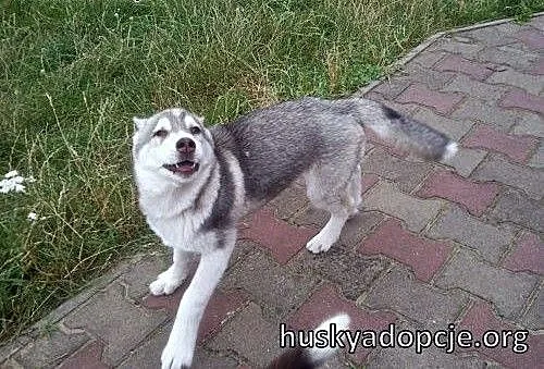 ARAK- kochany szczeniak husky do adopcji, świętok