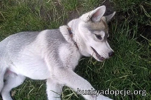 ARAK- kochany szczeniak husky do adopcji,  świętok