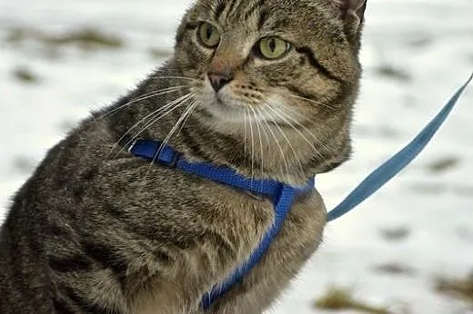 Borys-uroczy miziak czeka na swoją szansę,  śląski
