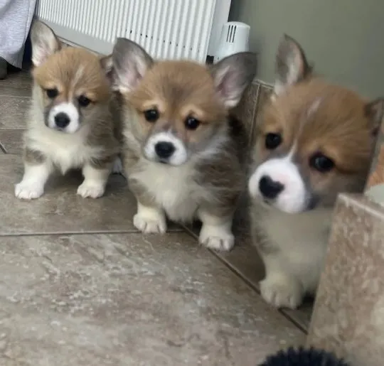 WESLH CORGI PEMBROKE, szczeniak na sprzedaż, kontakt przez Whatsapp +48736614543, , Zonia